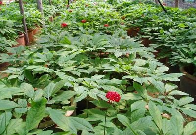 【致富經(jīng)】誰說農(nóng)業(yè)不賺錢?這3個(gè)種植新玩法值得試試,成本少收入還高!